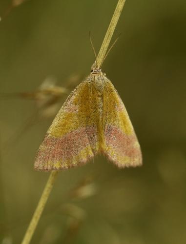 Réf. 288 358 : Lythria cruentaria